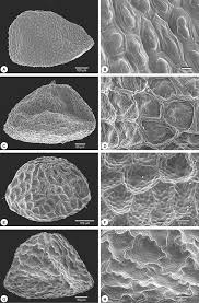 Image result for Kohautia caespitosa