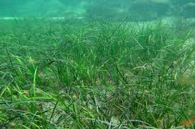 Image result for Zosteraceae