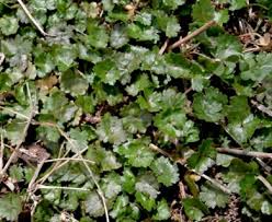 Image result for Hydrocotyle sibthorpioides
