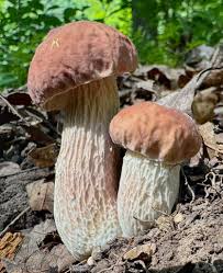 Image result for Boletus separans