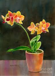 Aug 05, 2020 · the primary colors (red, yellow, and blue) are the basis of all other hues, and as such, they're naturally complementary. Yellow Orchid In A Pot With Dark Background Painting By Sharon Freeman