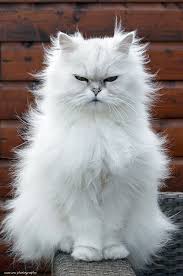 King Midas By Marion1967 Via Flickr Cat White Kitty Pretty Cats White Cats Cute Cats