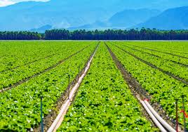 Price Of Pumpkin Has Raised Rapidly Prefeitura Municipal De Governador Nunes Freire Ma