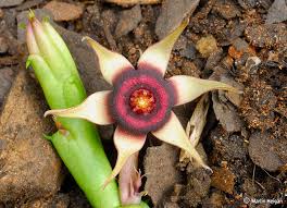 Image result for Huernia procumbens