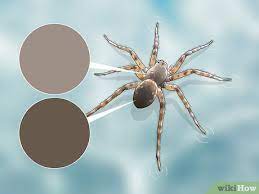 If it starts with the same amount of air from the surface, but builds a â€˜diving bellâ€™ web several feet deeper, then it can stay down for a much shorter time before it has to replenish the air bubbles. How To Identify A Water Spider 6 Steps With Pictures Wikihow