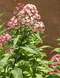 Image result for Cestrum elegans