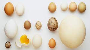 A stable rate of egg laying lasts, under favorable conditions, from march to november. Why Emu Ostrich And Guinea Fowl Eggs Are Worth Shelling Out For The Sunday Times Magazine The Sunday Times