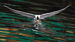 452 燕鷗波漾 animals birds beautiful birds