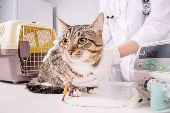Signs Pet Needs Emergency Care - What to Do & When | Avon Vets