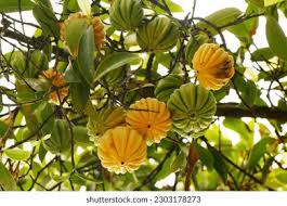 Image result for Garcinia acutifolia
