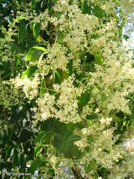 Image result for Ligustrum lucidum