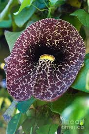 Image result for Aristolochia littoralis
