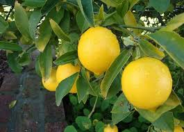 Image result for Citrus × limon