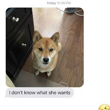 Black And Tan Shiba Inu Chihuahua Mix I Got A New Job Outside The Home And Our Shiba Is Not Adjusting Well Shibainu Shibainupuppies Shiba Inu Shiba Inu Puppy Pitbull Mix