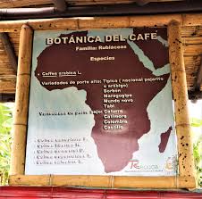 Image result for Coffea salvatrix