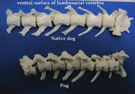 1 Lumbar Vertebra Of Pug And Native Breed Of Dog Showing Accessory Download Scientific Diagram