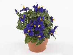 Image result for Exacum