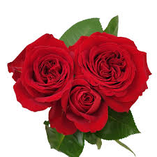 If you have limited space in your garden, a patio rose in a container is a great option. Patio Garden Select Breeding