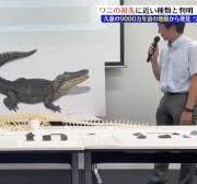 岩手県久慈市で発見のワニ類化石　現代のワニの共通祖先に近い「パラリゲーター科」の仲間であると判明