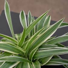 Image result for Chlorophytum galpinii