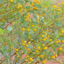 Image result for Dictyophleba