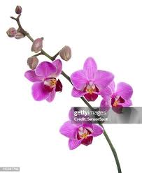 Image result for Orchidaceae