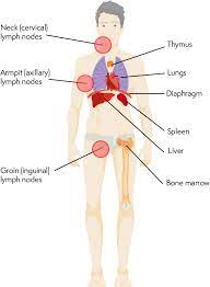 Lymphoma Action Staging Of Lymphoma