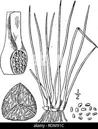 Image result for Isoetaceae