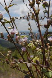 Image result for Vernonia nepetifolia