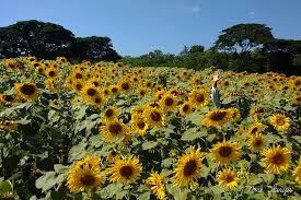 Membahas kebun bunga matahari cantik di dunia, salah satu yang terkenal berada di thailand. Cantiknya Ladang Bunga Matahari Di Thailand Novie Surya S Travel Journal