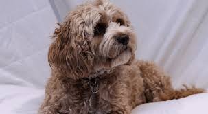 Premium quality newfypoos, bernedoodles, st. Top 65 Best Poodle Mixes Which Doodle Dog Is Right For You