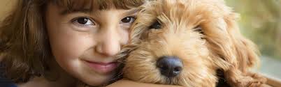 Are you ready to buy a goldendoodle puppy? Purebred Pups Of Iowa Testimonials