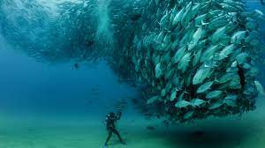 A collection of the top 54 scuba diving wallpapers and backgrounds available for download for free. 26 Diving Wallpapers On Wallpapersafari