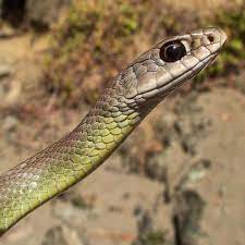 A Western Yellow Bellied Racer Coluber Constrictor Found On The Shore Of The Illinois River Next To A Campground As I Walke Illinois River Wildlife Oregon