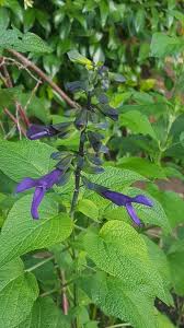 Image result for Salvia stenophylla