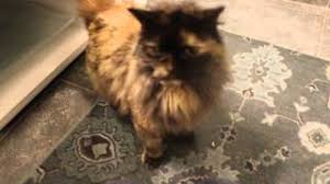 Can you get tortoiseshell male cats? Gorgeous Long Hair Tortoiseshell Cat Youtube