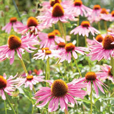 Image result for xenevu