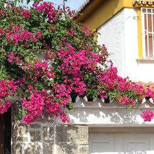 Jasminum stephanense is offered in a full gallon size with free shipping! 12 Best Perennial Vines To Grow In The Sun