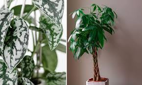 We did not find results for: Grandes Plantes D Interieur 15 Varietes A Decouvrir
