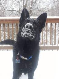 Here are some names for black german shepherd for both male and female which you can use. 35 Black German Shepherd Names The Paws