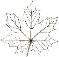 .maple digambar tangan daun maple sumber grafis di sini yang terdiri dari clipart daun maple, kartun daun maple, cantik menyediakan gambar png dengan latar belakang transparan dan file psd. Langkah Demi Langkah Menggambar Daun Cara Menggambar Daun Ek Kami Menarik Dari Dasar Dasarnya