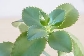 光沢があり淡い色合いをした子宝弁慶草 クローンコエ の新しい葉 Uchi De Green 多肉植物 葉