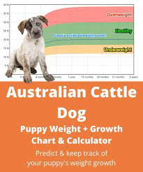 Australian Cattle Dog Weight Growth Chart 2021 How Heavy Will My Australian Cattle Dog Weigh The Goody Pet