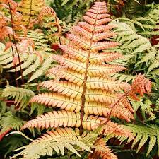 Image result for Dryopteris antarctica