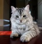 Cat allergies and low-allergen Siberian cats | Seacliffe ...