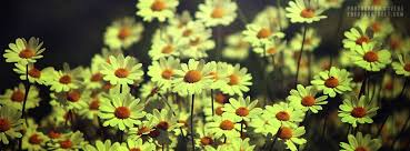 Cute twitter headers twitter header photos twitter cover twitter layouts facebook cover photos vintage fb cover photos cover photo quotes vintage photos youtube banner backgrounds. Daisies Facebook Covers Fbcoverstreet Com