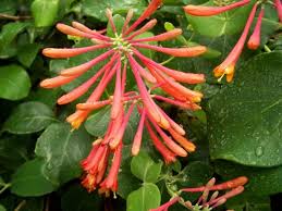 I am discussing the lovely lonicera sempervirens (trumpet honeysuckle). Consider Trumpet Vine As A Great Alternative To Invasive Honeysuckle Hgtv