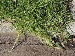 Image result for Cenchrus clandestinus