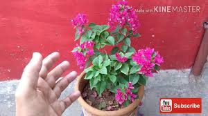 Caring for this plant, from planting to blooming and diseases is easy with these tips. 5 Tips For Bougainvillea Blooming Youtube
