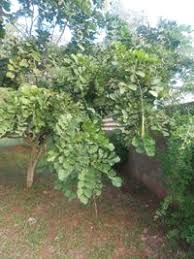 Image result for Millettia stuhlmannii